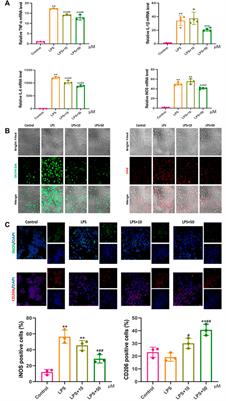 PAP Polypeptide Promotes Osteogenesis in Jaw Bone Defect Repair by Inhibiting Inflammatory Reactions